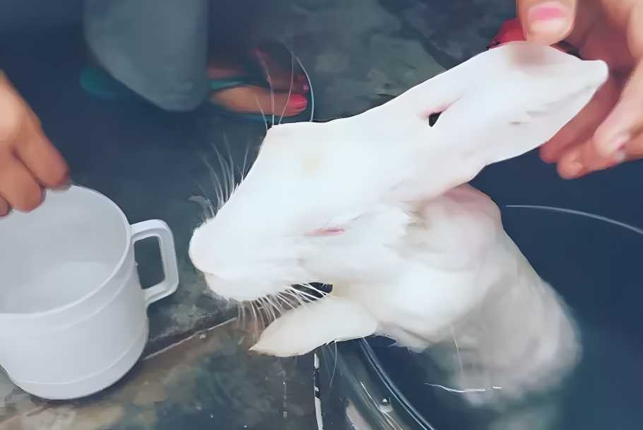 how to wash a bunny