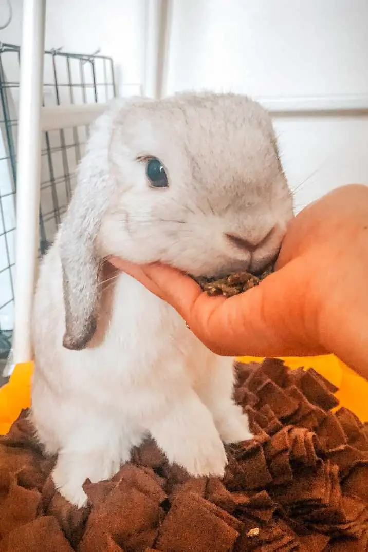 mini lops bunny