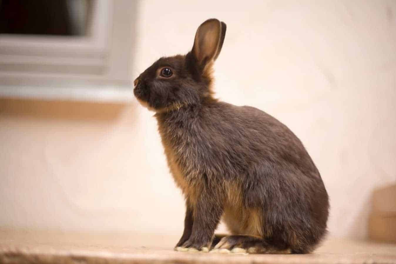 mini satin rabbit