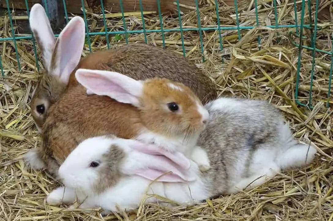 new zealand rabbit gestation period