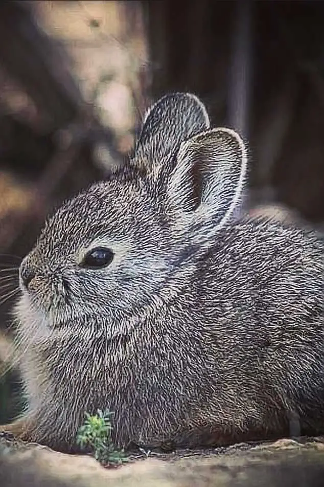 pygmy rabbit pet