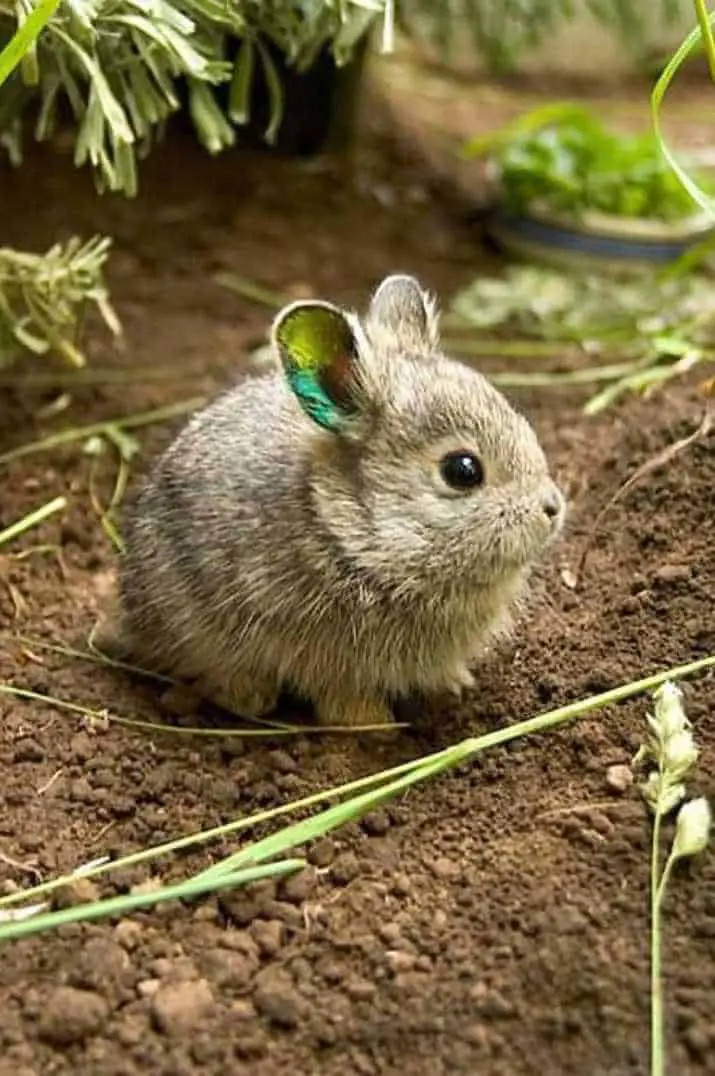 pygmy rabbits facts