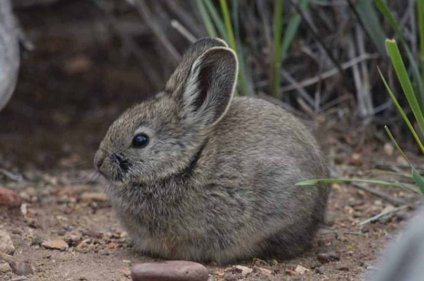 pygmy rabbits pets