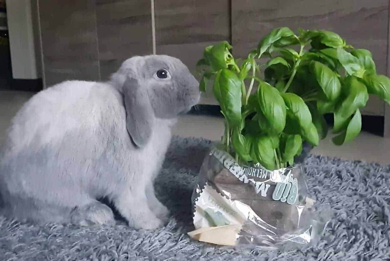 rabbit basil