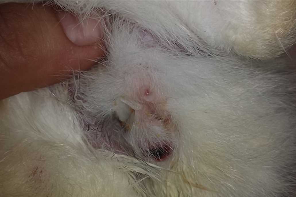 rabbit bleeding from mouth