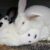 The Complete Guide to Rabbit Reproduction