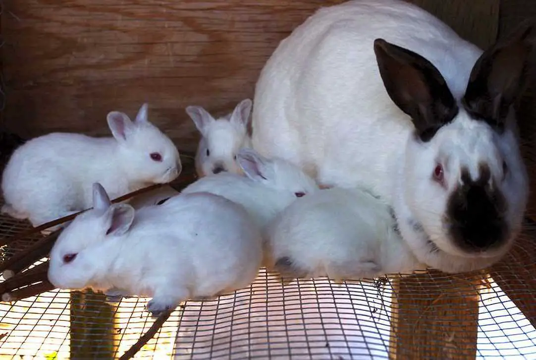 rabbit breeding age limit