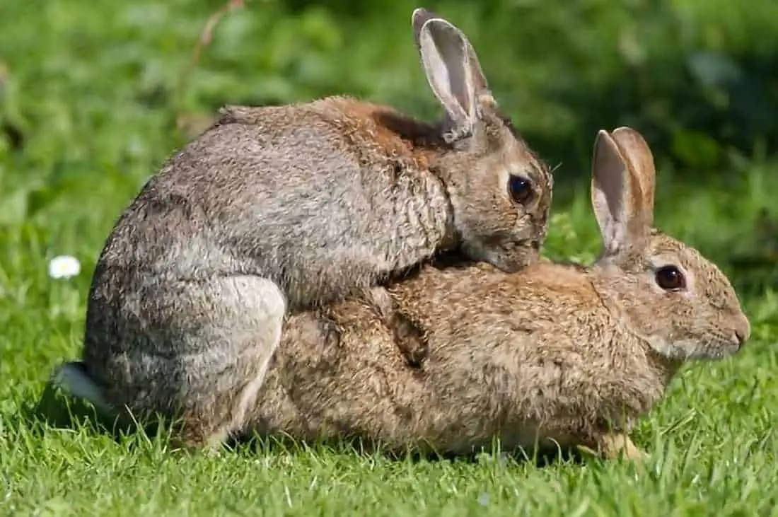 rabbit breeding schedule