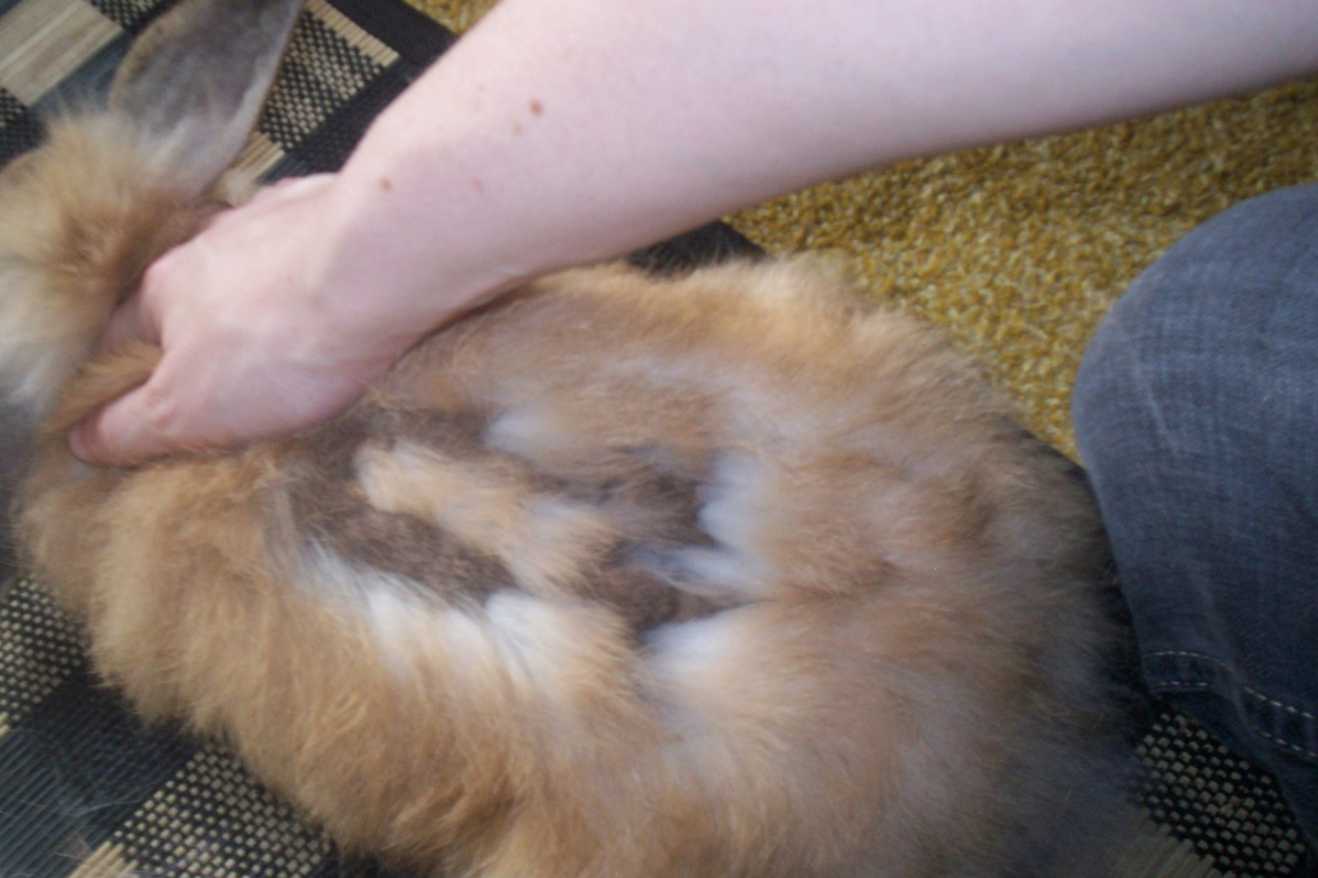 rabbit losing fur