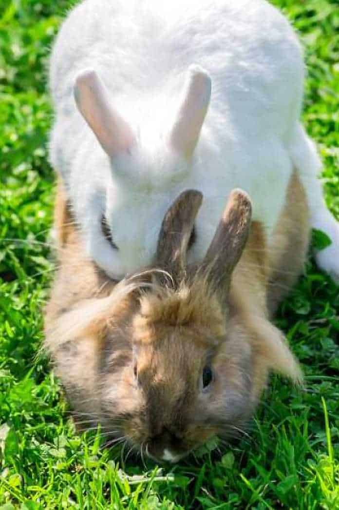 rabbit reproduction cycle