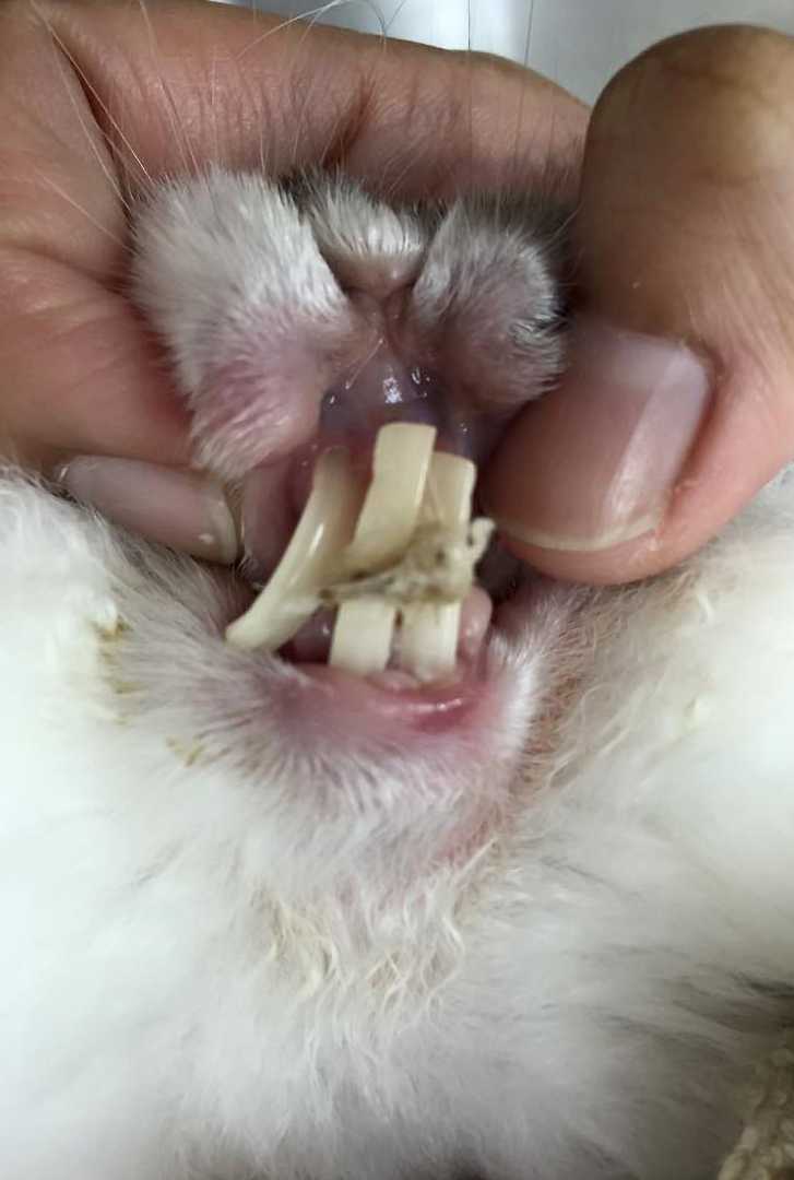 rabbit teeth trimming
