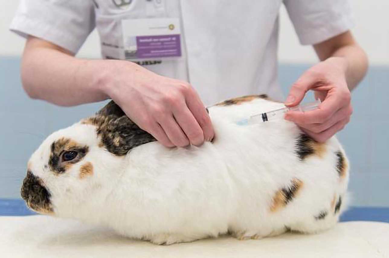 rabbit vaccinations usa