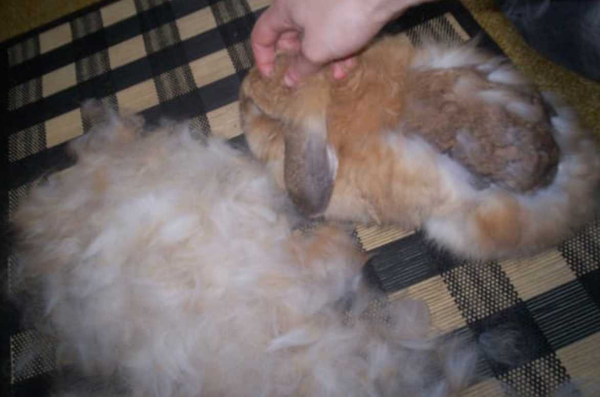 rabbit with no hair