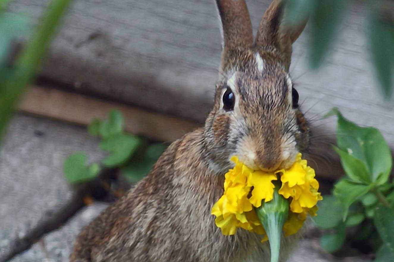 rabbits eat marigolds