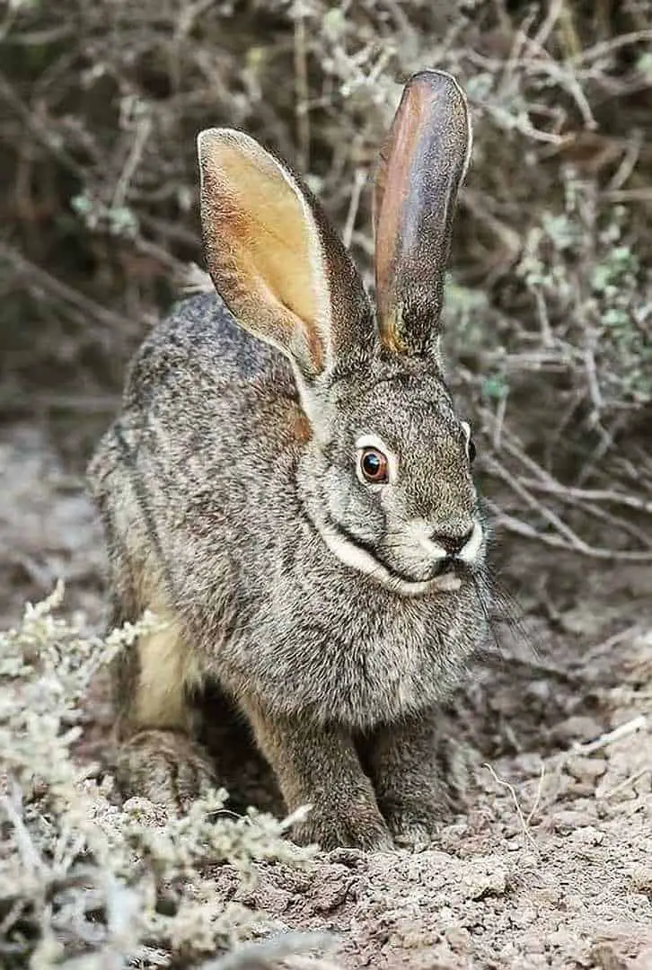 rare rabbit
