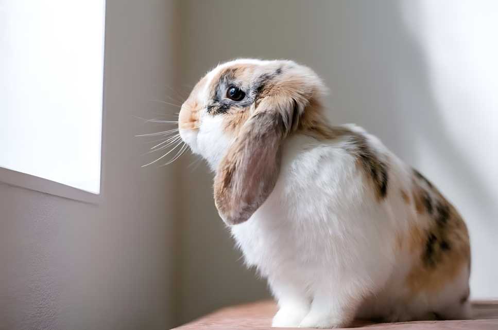 sad bunnies