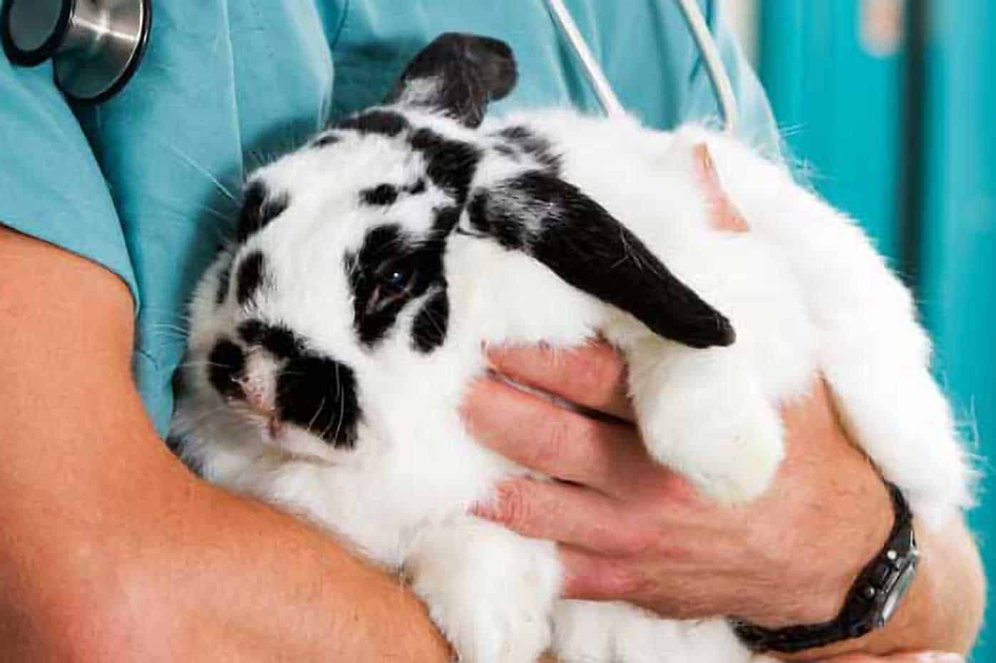 vaccines for rabbits