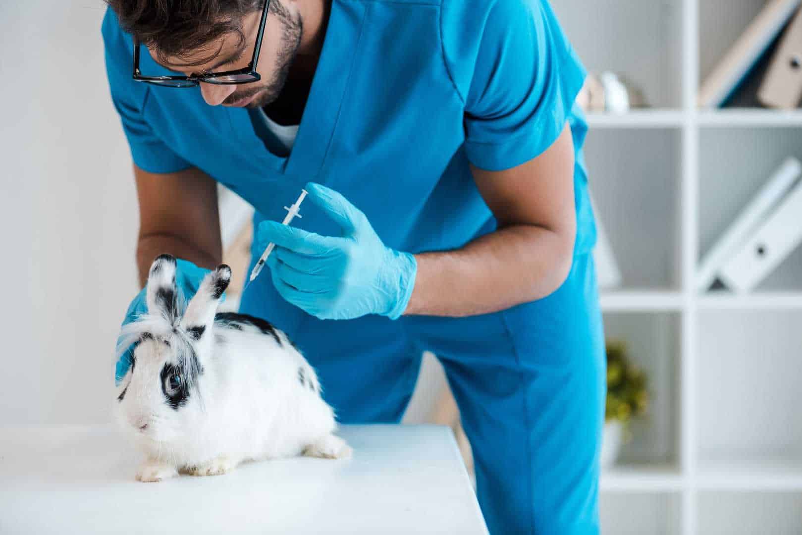 vent disease in rabbits