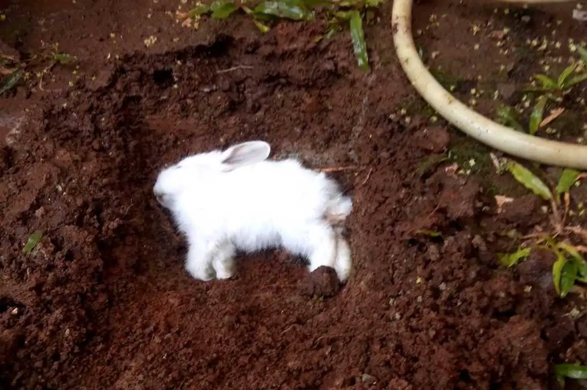 how to tell if a baby bunny is dying