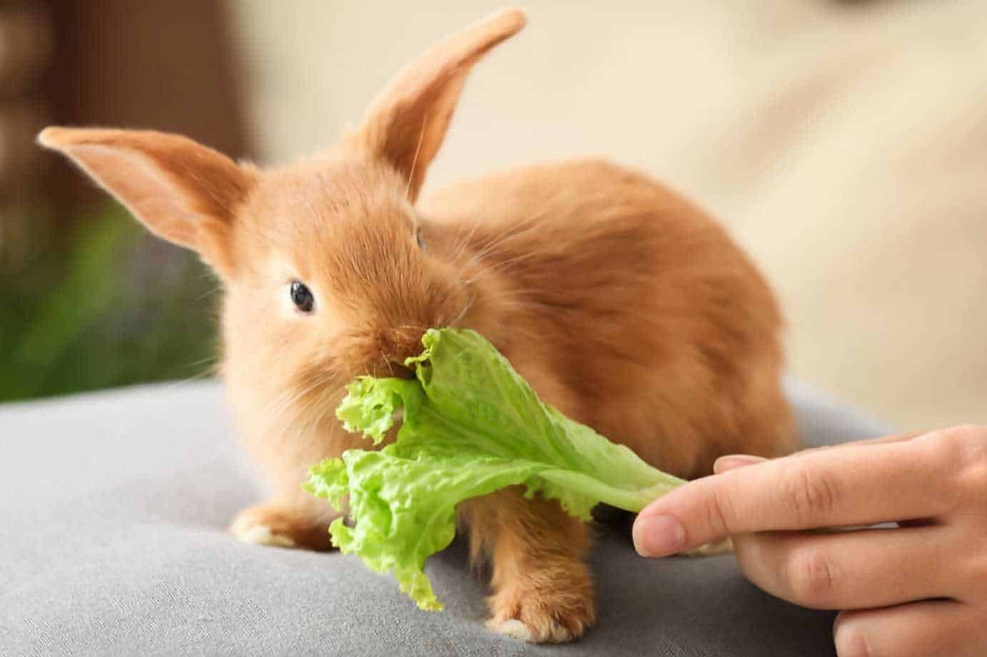 what can baby bunnies eat