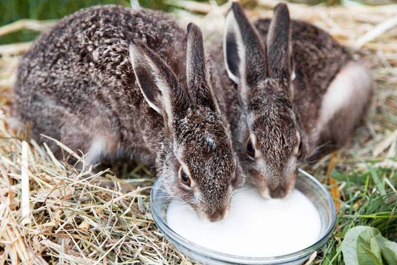 what do baby bunnies eat in the wild