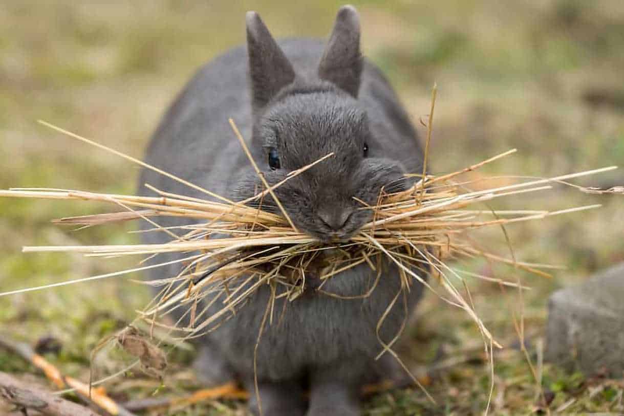 what do newborn bunnies eat