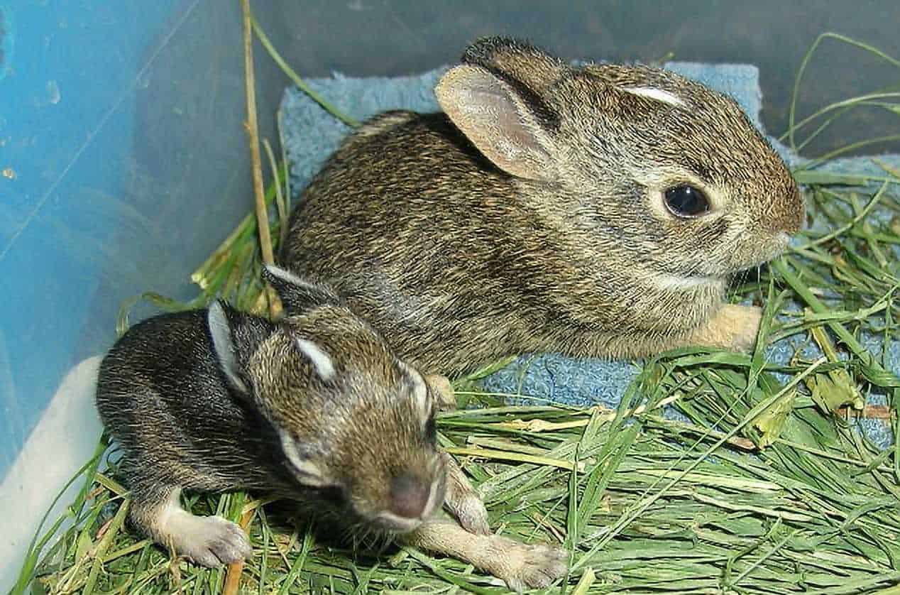 what do wild baby bunnies eat