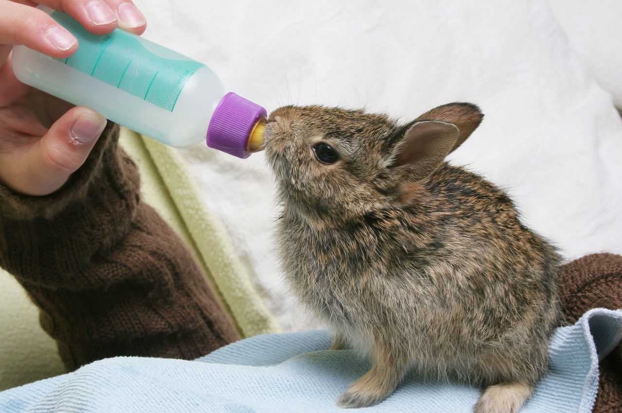 what do wild baby rabbits eat