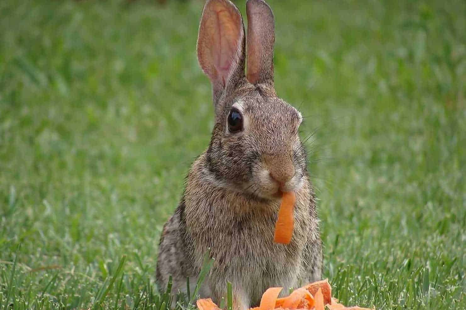what do wild bunnies eat in winter