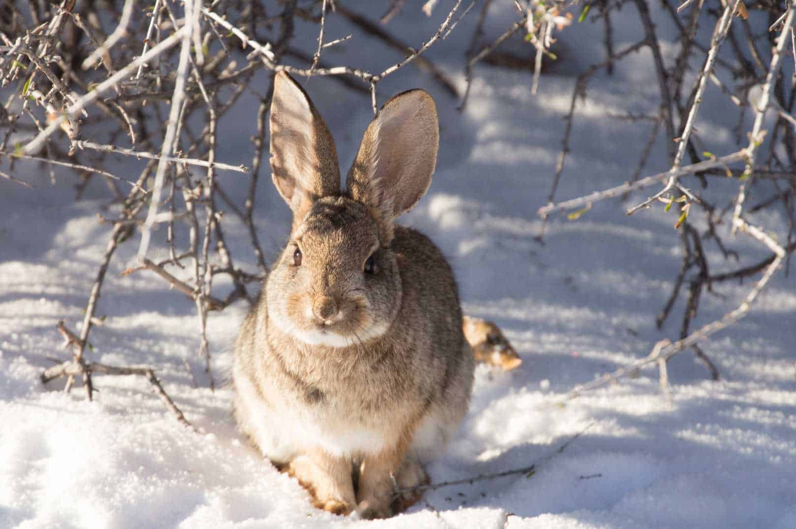 what do wild rabbits eat in the winter