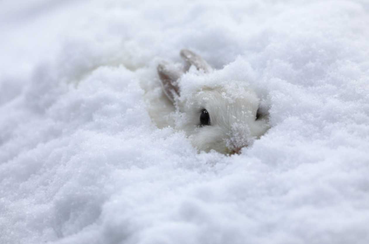 what temperature is too cold for rabbits