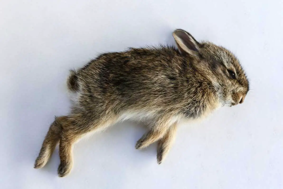 dead baby rabbit