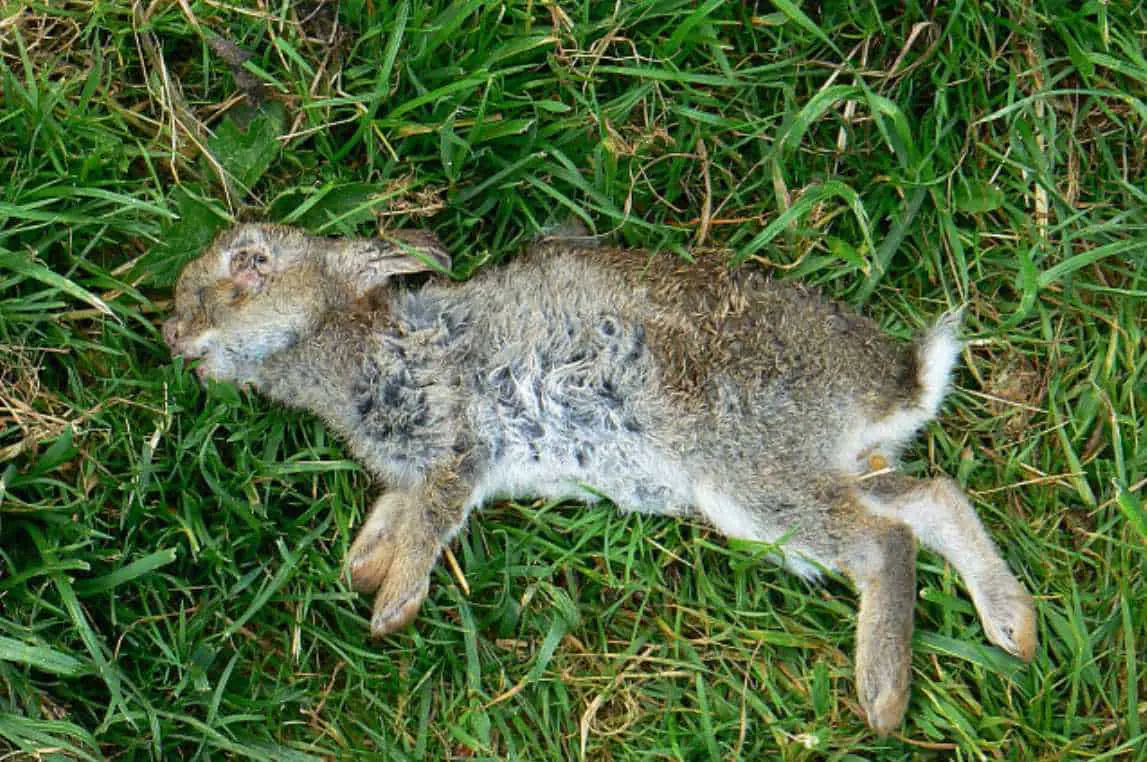 dead baby bunny
