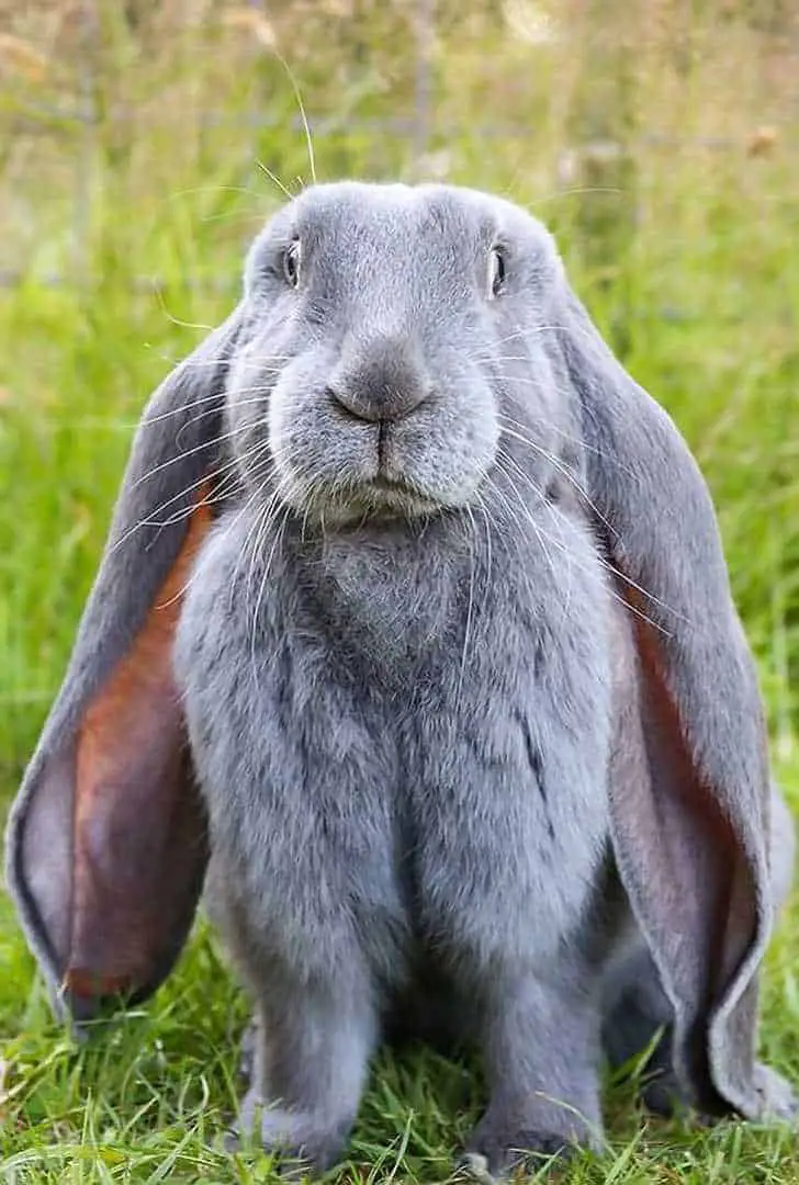 white and gray bunny