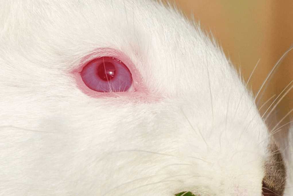 white rabbit red eyes