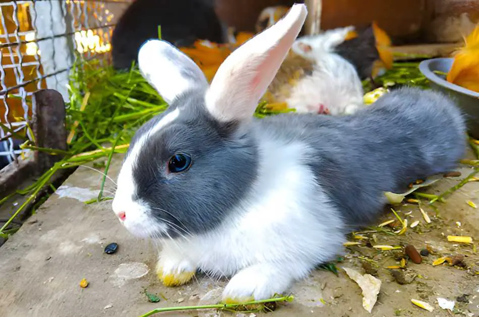 why do bunnies shake