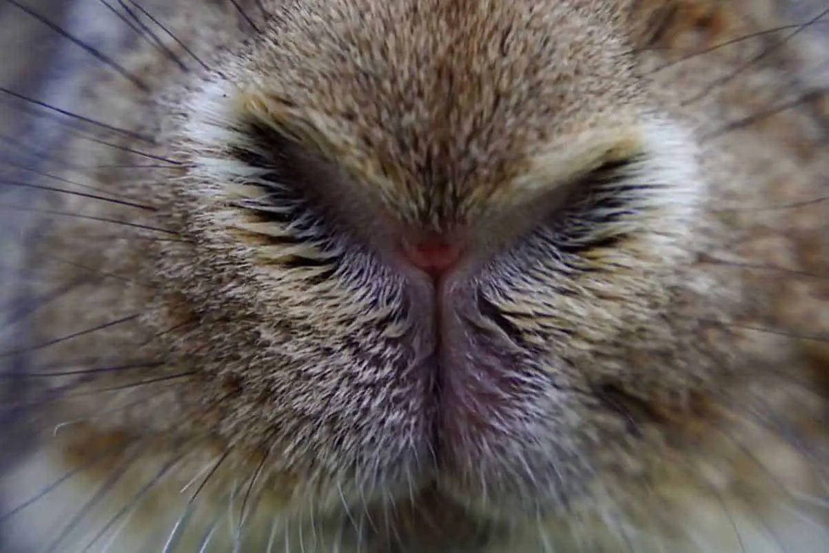 why do rabbits noses twitch