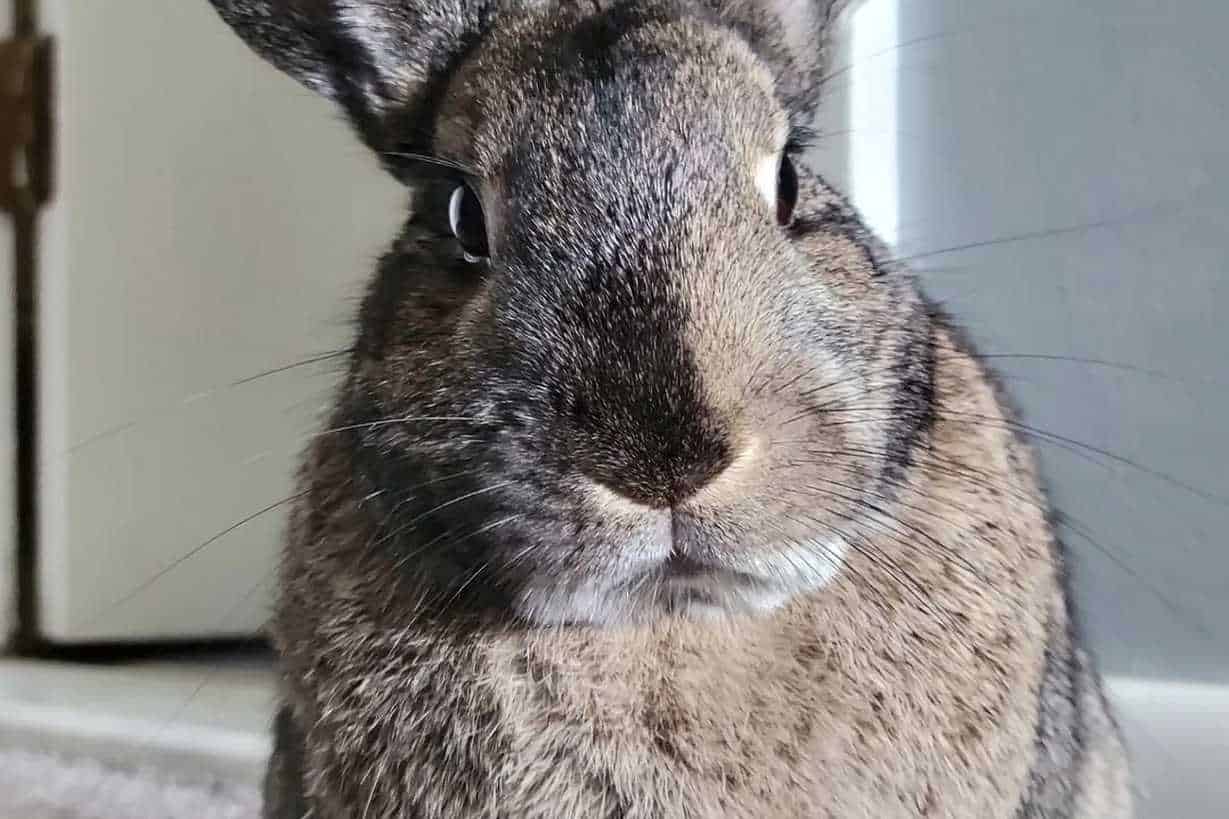 why do rabbits twitch their nose