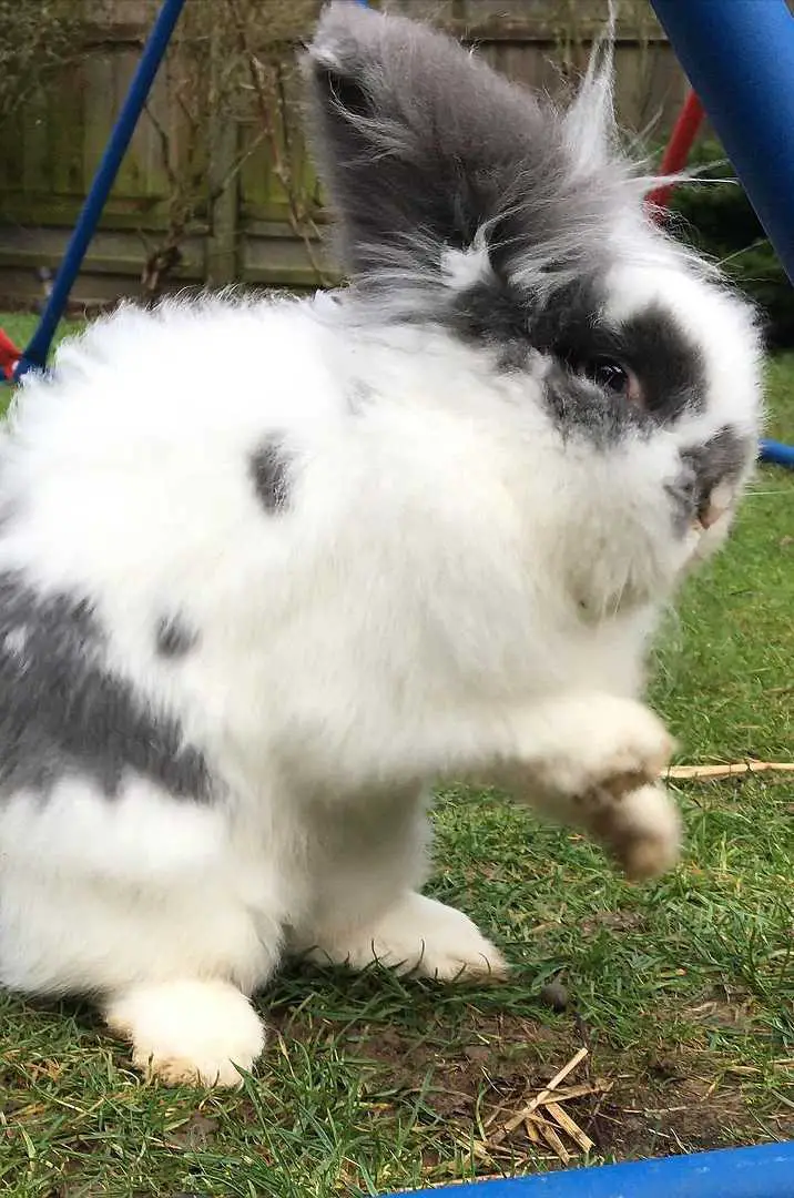 why does my bunny shake