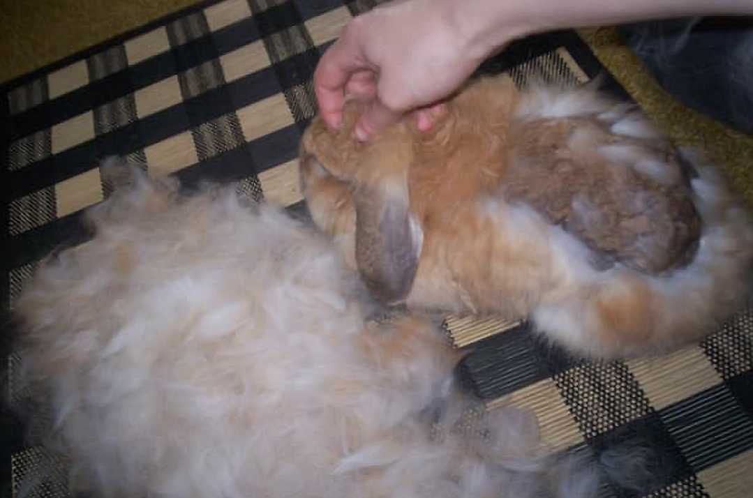 why is my rabbit shedding so much