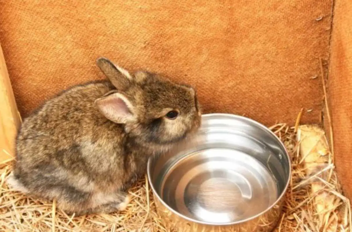 why won t my bunny drink water