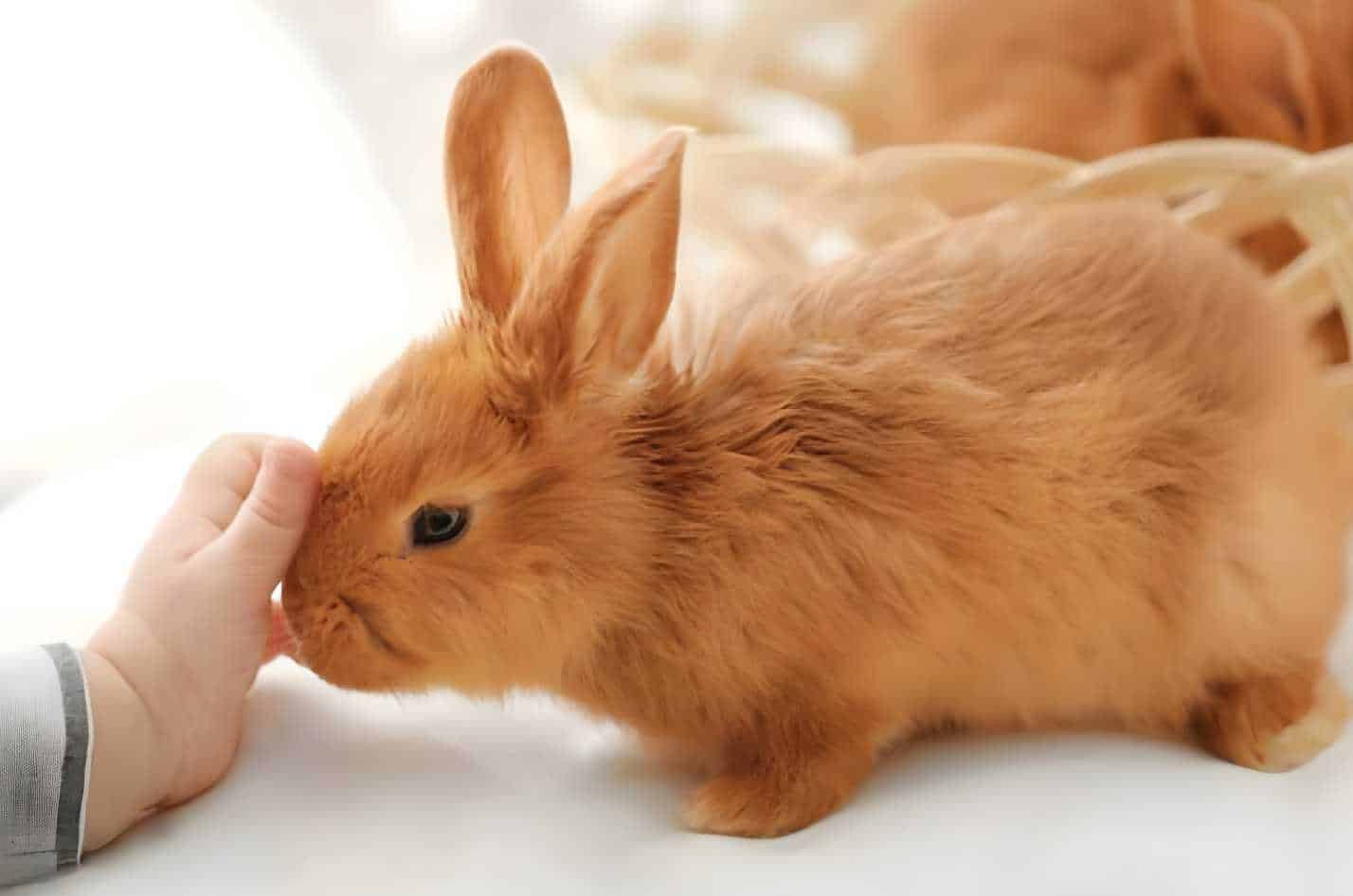 15 Ways that Rabbits Communicate With Each Other and Human