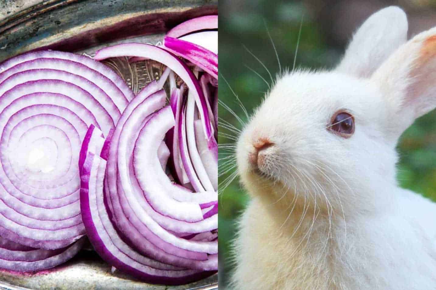 3 Main Reasons Why Onions Are Dangerous to Rabbits