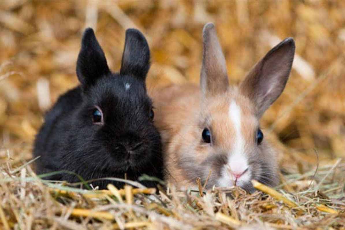 At What Age Can Rabbits Eat Raisins