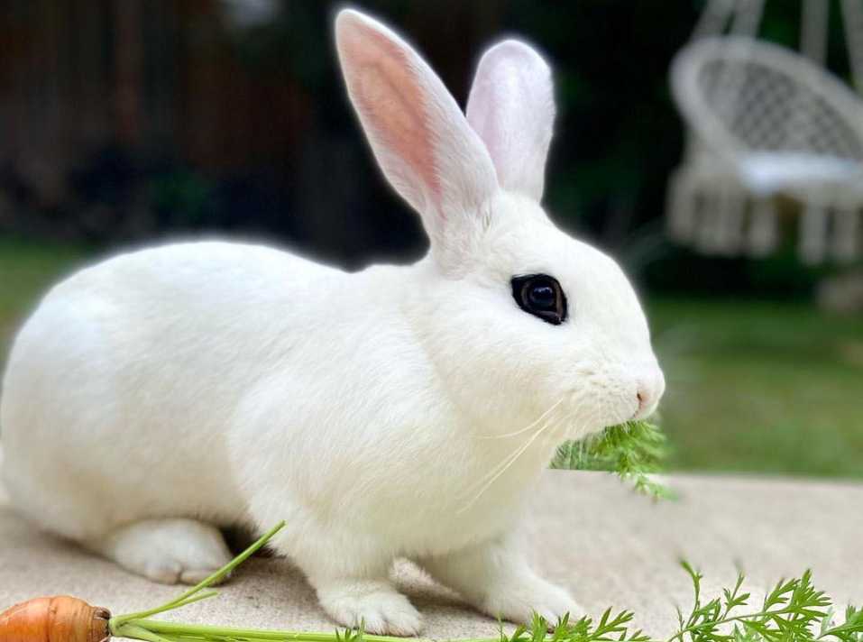 Blanc de Hotot Bunnys