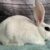 Blanc de Hotot Rabbit: Appearance, Lifespan, Temperament, Care Sheet