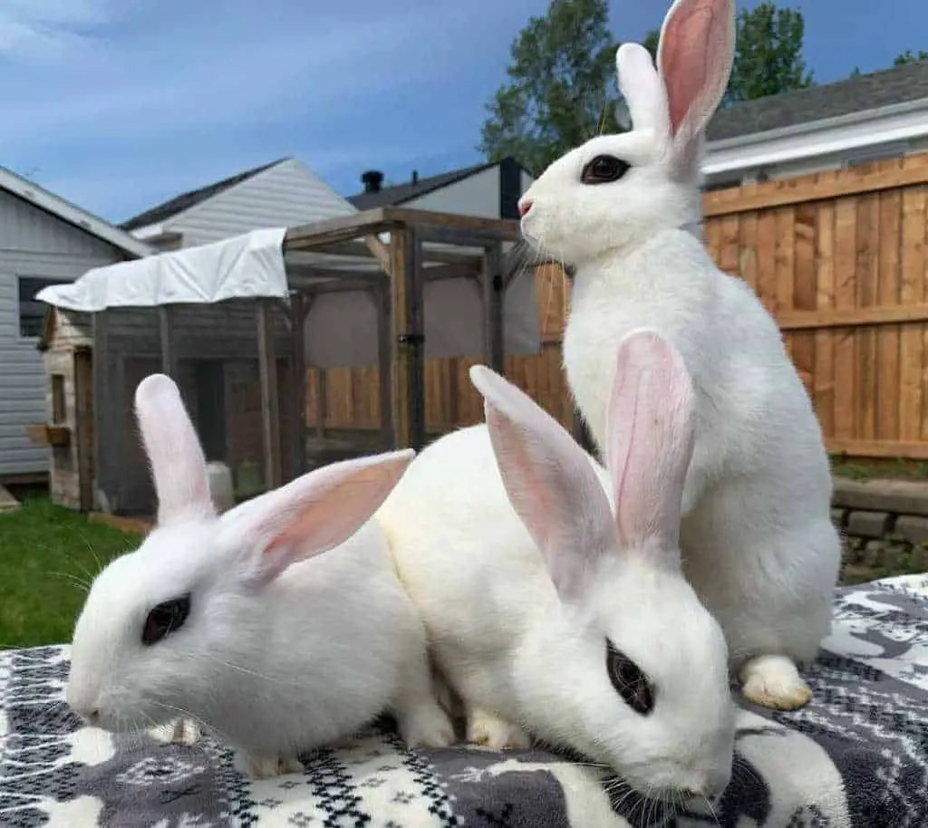 Blanc de Hotot Rabbits Breed Standard and Appearance