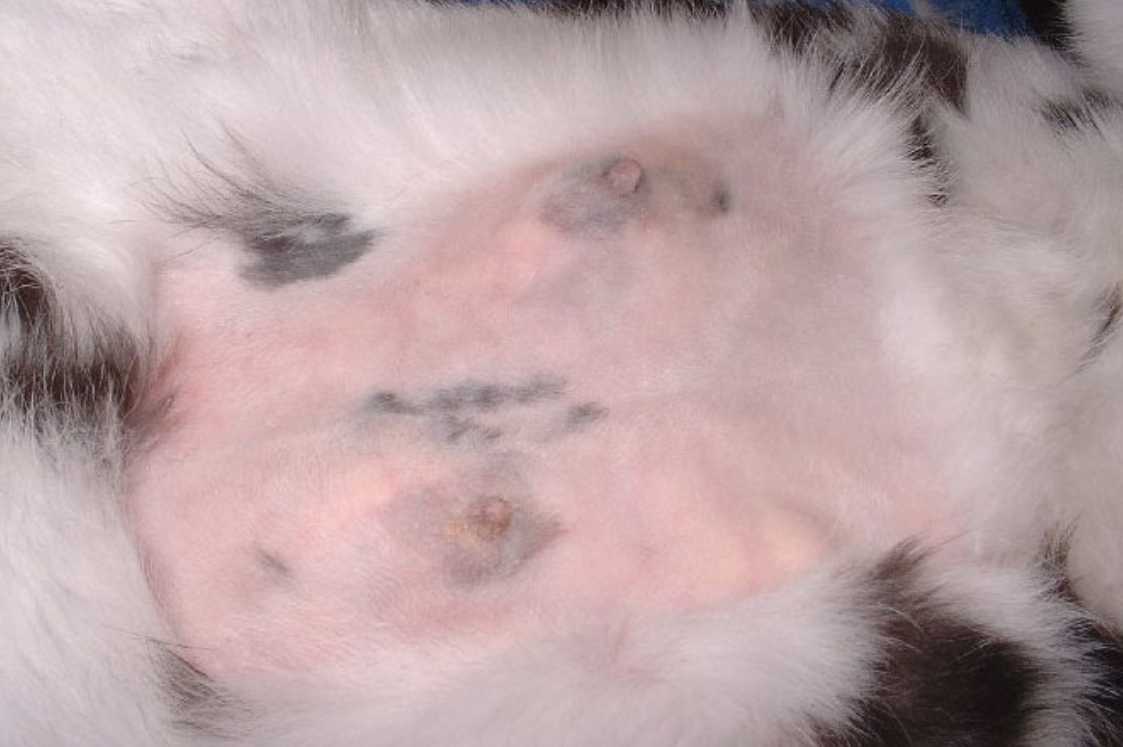 Breast Tumor In Rabbits