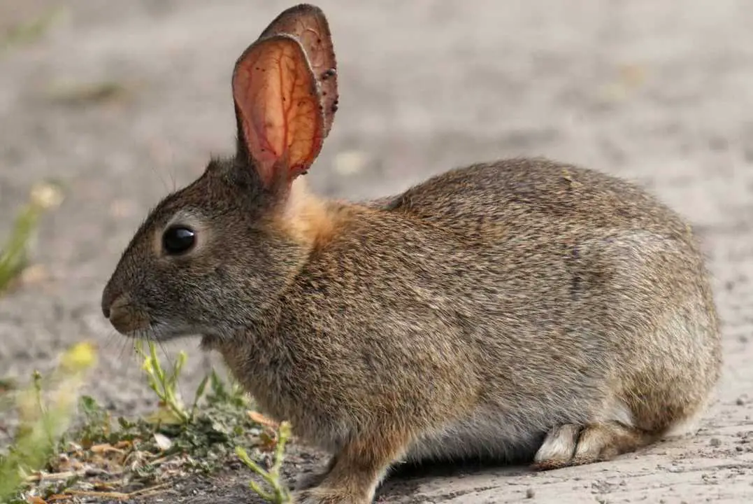 Brush Rabbits Health Issues
