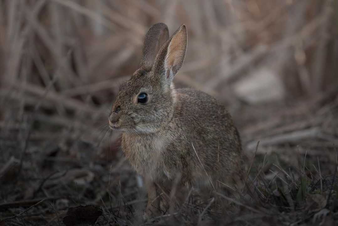 Can You Keep A Brush Rabbit At Home